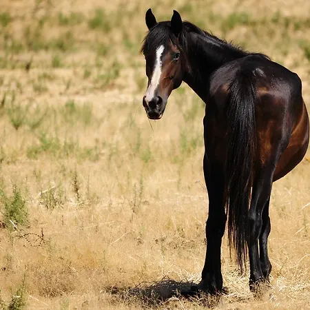 Séjour à la ferme Agriturismo Rocca Su Moru *