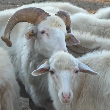 Séjour à la ferme Agriturismo Rocca Su Moru