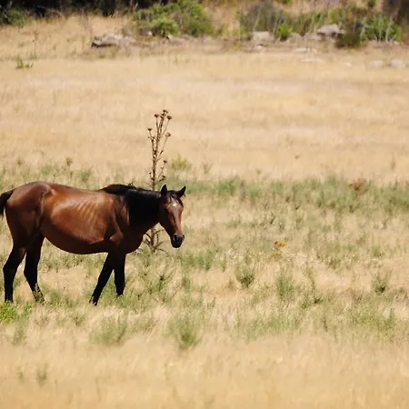Agriturismo Rocca Su Moru Arbus