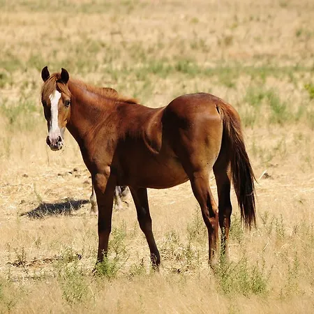 Agriturismo Rocca Su Moru *