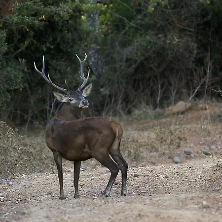 Séjour à la ferme Agriturismo Rocca Su Moru Arbus