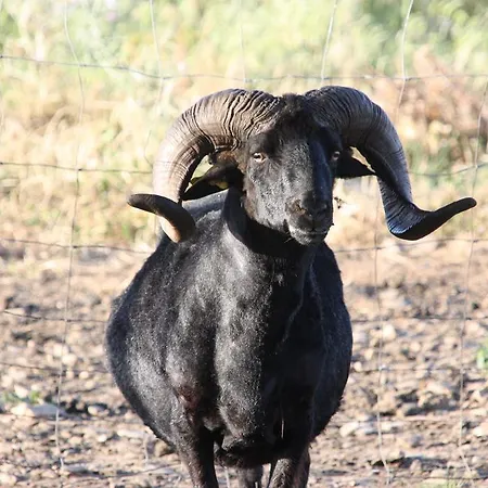 Agriturismo Rocca Su Moru *