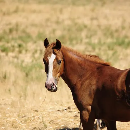 Séjour à la ferme Agriturismo Rocca Su Moru