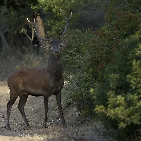 Séjour à la ferme Agriturismo Rocca Su Moru *