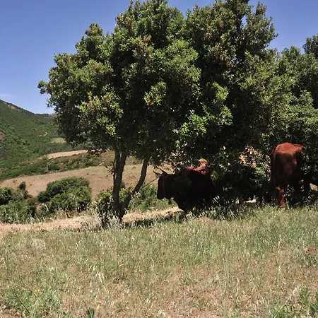 Agriturismo Rocca Su Moru Arbus