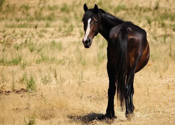 Farm stay Agriturismo Rocca Su Moru *