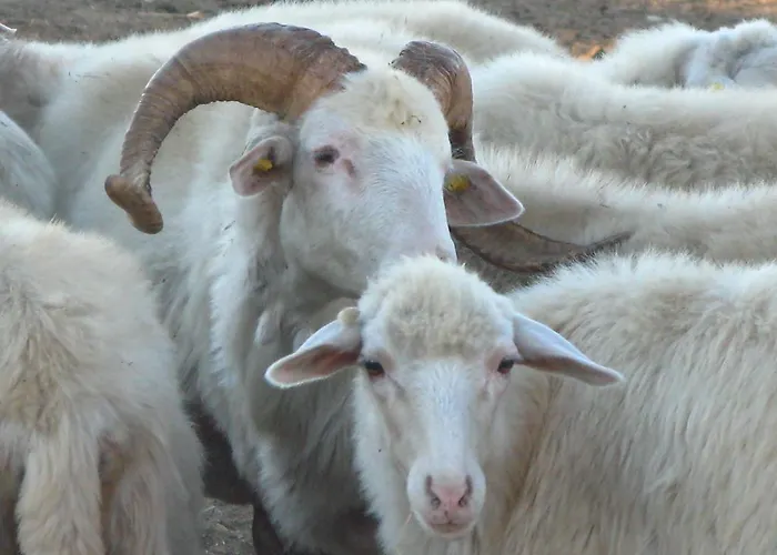 Farm stay Agriturismo Rocca Su Moru