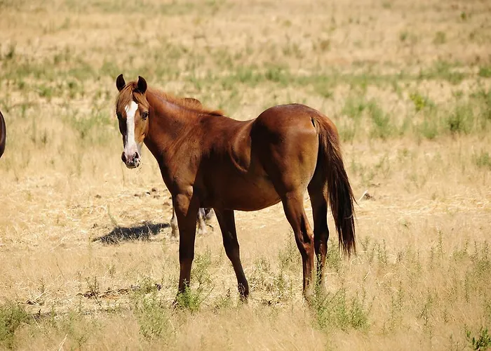 Agriturismo Rocca Su Moru *