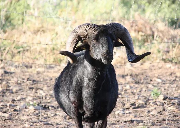 Agriturismo Rocca Su Moru *