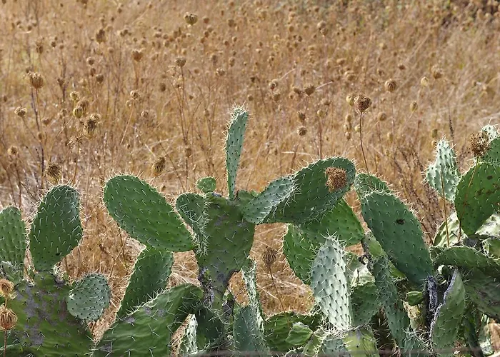 Agriturismo Rocca Su Moru Farm stay *