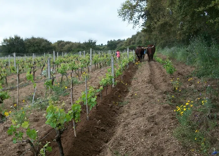 Agriturismo Rocca Su Moru * Arbus