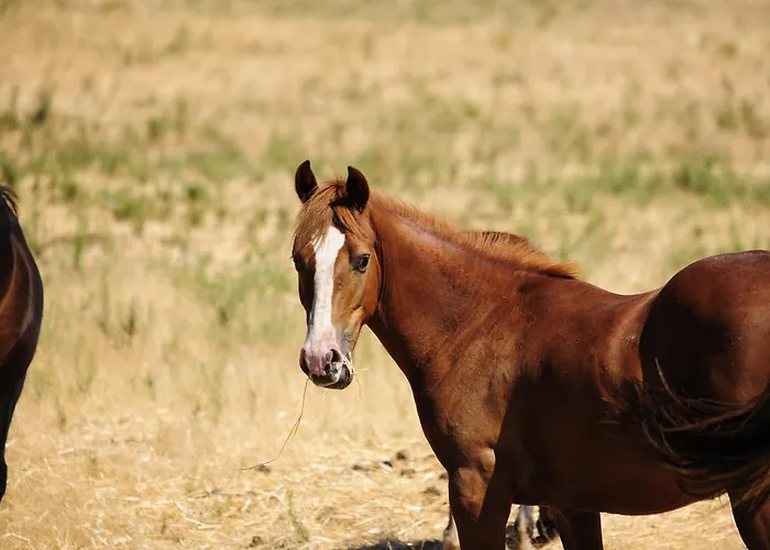 Farm stay Agriturismo Rocca Su Moru