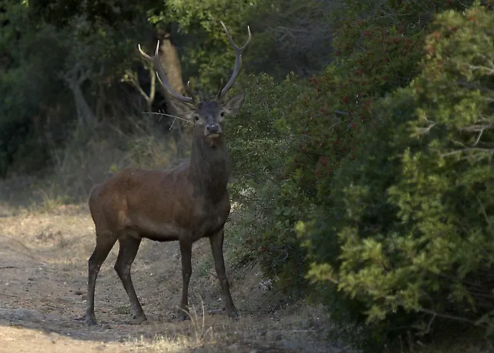 Farm stay Agriturismo Rocca Su Moru *
