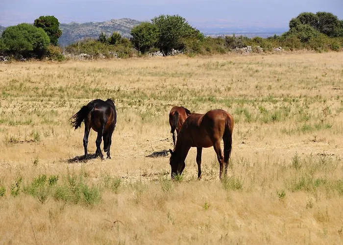 Farm stay Agriturismo Rocca Su Moru Arbus